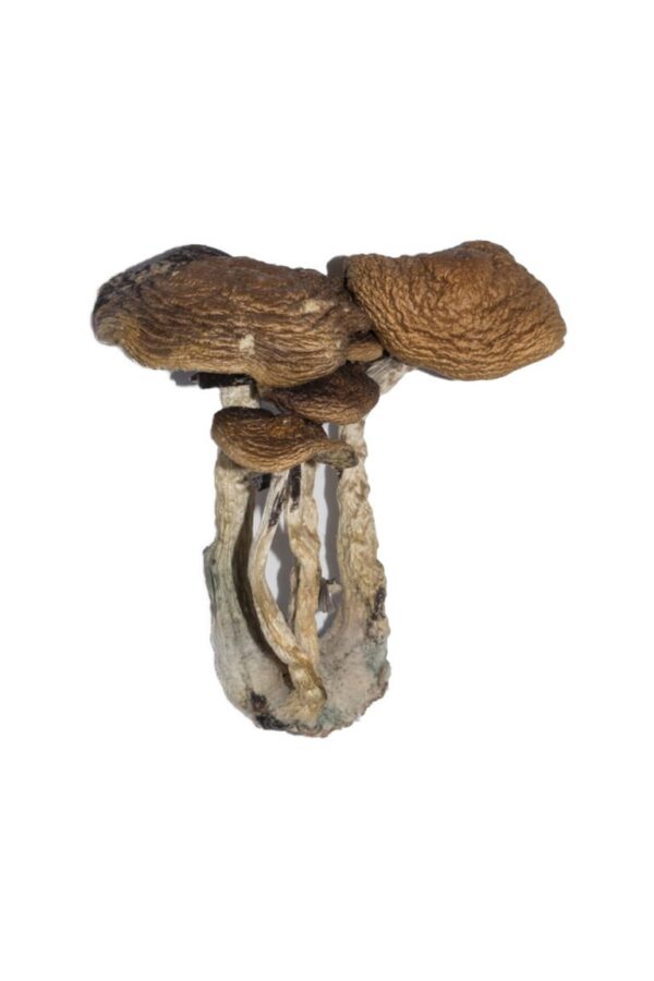 Buy South American Magic Mushrooms online.