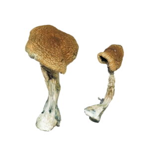 Buy Texas Yellow Cap Magic Mushrooms online.