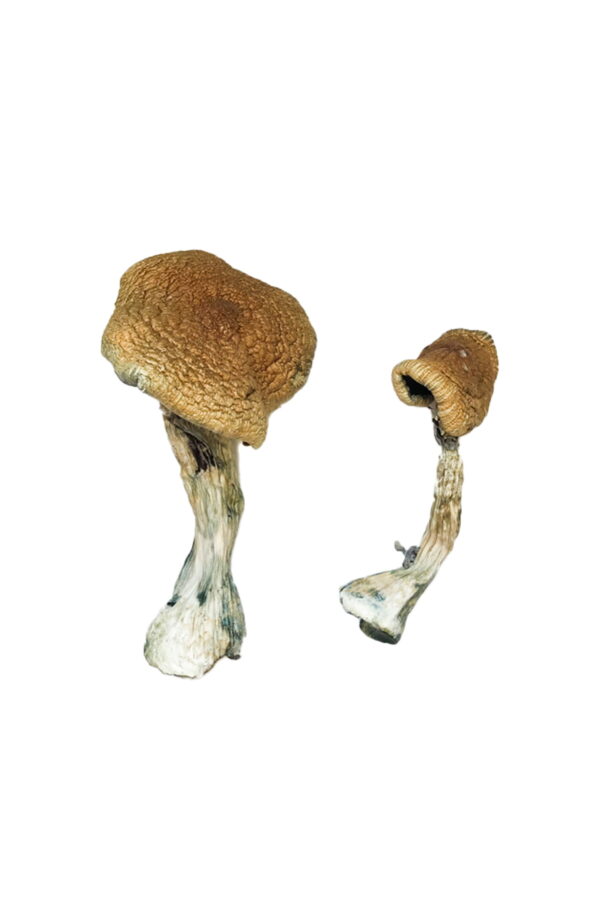 Buy Texas Yellow Cap Magic Mushrooms online.