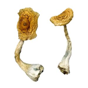 Buy Tidal Wave Magic Mushrooms online.