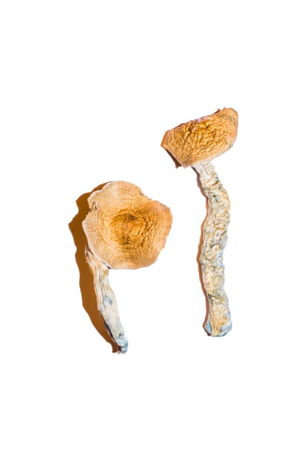 Buy Transkei Magic Mushrooms online