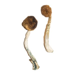 Buy Treasure Coast Magic Mushrooms online