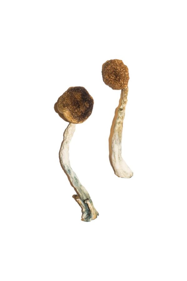 Buy Treasure Coast Magic Mushrooms online