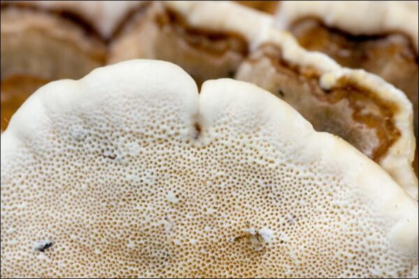 Turkey tail mushrooms for sale online