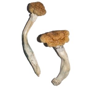 Buy Vietnamese Magic Mushrooms online