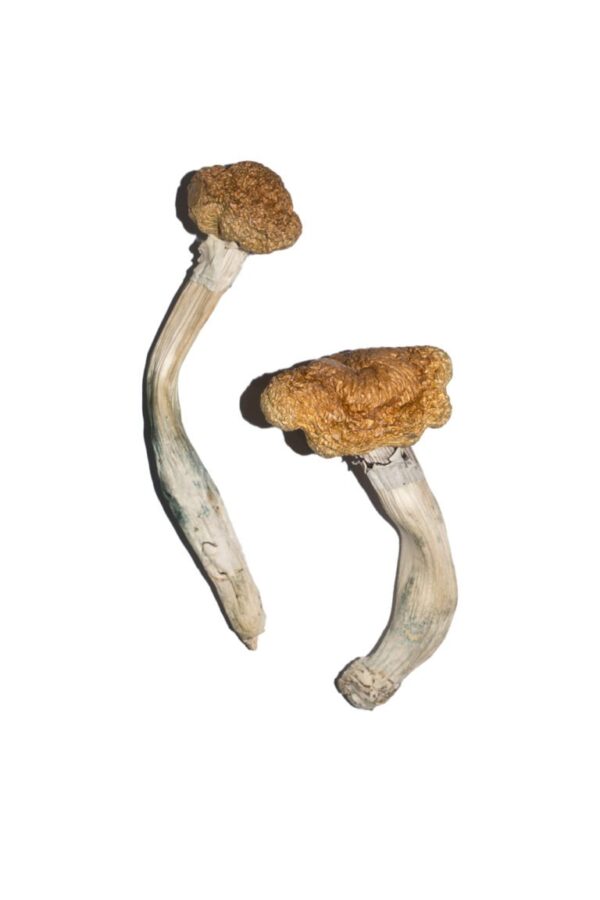 Buy Vietnamese Magic Mushrooms online