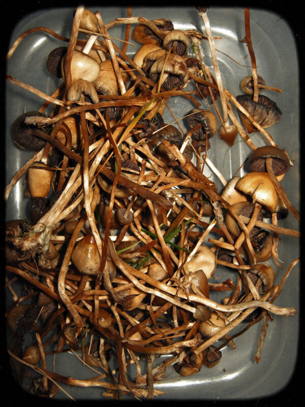 Buy Liberty Caps Mushroom online