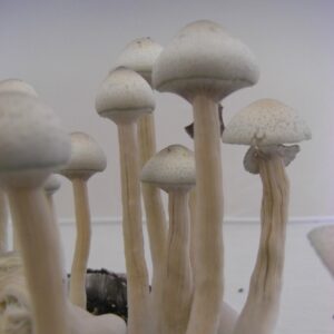 Buy Albino A+ Spore Syringe (P. Cubensis)