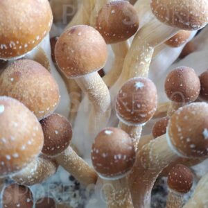 Buy B+ Spore Syringe (P. Cubensis)