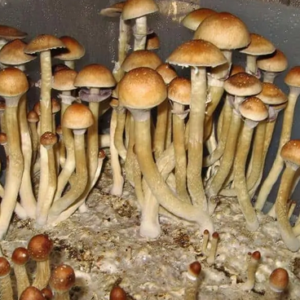 Buy Burma Spore Syringe (P. Cubensis)