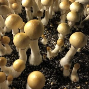 Buy Colombian Spore Syringe (P. Cubensis)