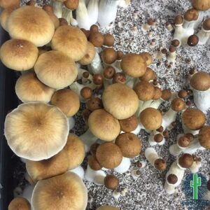 Buy Costa Rican Spore Syringe (P. Cubensis)