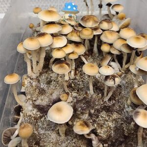 Buy Huautla Spore Syringe (P. Cubensis)