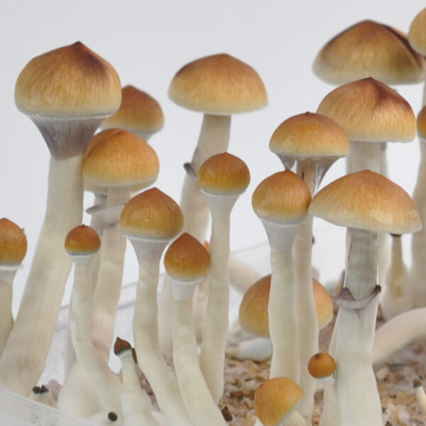 Buy PES Amazonian Spore Syringe (P. Cubensis)