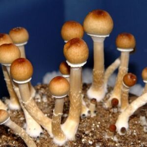 Buy PES Hawaiian Spore Syringe (P. Cubensis)