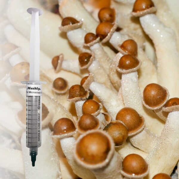 Buy Penis Envy 6 (PE6) Spore Syringe (P. Cubensis). Penis Envy 6 (PE6) was created by Shroomery’s guru, and trusted cultivator "RogerRabbit" by crossing Penis Envy with TX Orange Cap. Buy Penis Envy 6 (PE6) Spore Syringe (P. Cubensis)