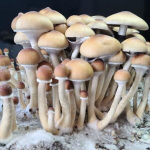 Buy Puerto Rican Spore Syringe (P. Cubensis)