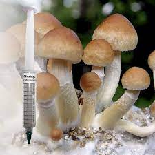 Buy Treasure Coast Spore Syringe (P. Cubensis)