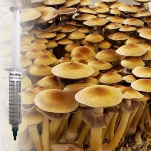 buy Golden Teacher Spore Syringe (P. Cubensis)