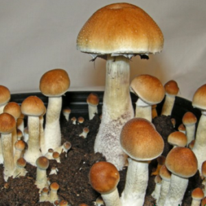 buy Golden Mammoth Spore Syringe (P. Cubensis)