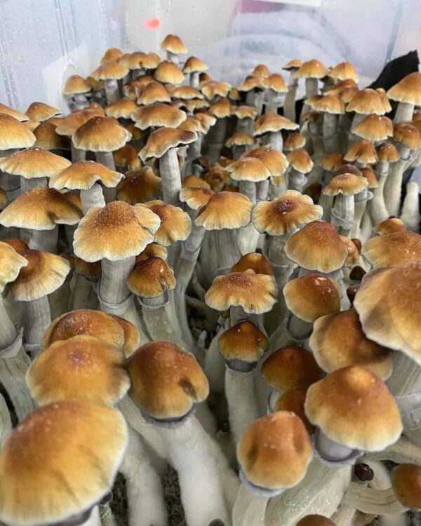 buy Tidal Wave Spore Syringe (P. Cubensis)